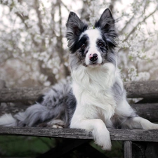 dog, muzzle, Bench, Border Collie