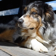 dog, muzzle, boarding, Australian Shepherd