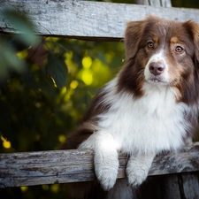 dog, Australian Shepherd, muzzle, White-brown