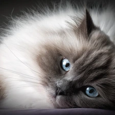 Burmese Cat, Eyes, muzzle, Blue