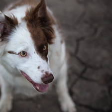 dog, White-brown, muzzle, Border Collie