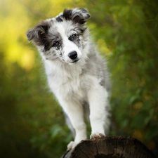 dog, Border Collie, muzzle, Puppy