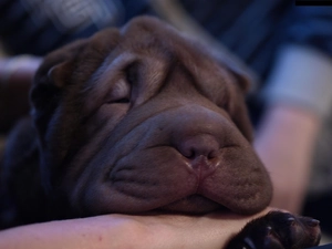 dog, Shar, Pei, muzzle