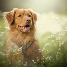 Flowers, Erigeron, Retriever Nova Scotia, muzzle, dog