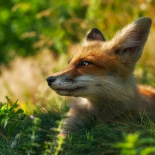 Fox, profile, Plants, muzzle