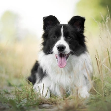 dog, muzzle, grass, Border Collie