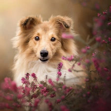 dog, muzzle, heathers, shetland Sheepdog