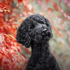 muzzle, Leaf, Black, poodle, dog