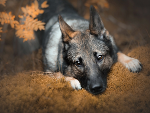 dog, muzzle, litter, German Shepherd