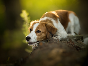 dog, muzzle, log, Alpine Dutch