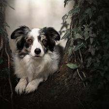 muzzle, dog, plant, Leaf, trees, Border Collie