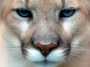 muzzle, Puma