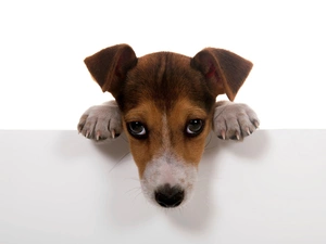 Puppy, Bright, background, muzzle
