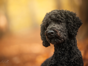 poodle, muzzle, Puppy, Black, dog