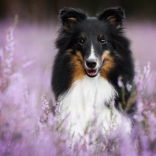 shetland Sheepdog, happy, muzzle, heather