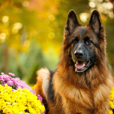 Flowers, Chrysanthemums, Long Haired German Shepherd, muzzle, dog