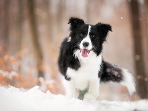 dog, muzzle, snow, Border Collie