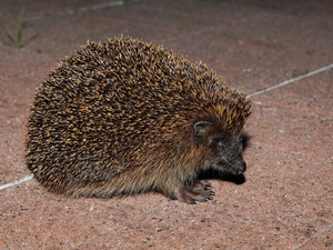 muzzle, hedgehog, Spikes
