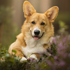 Tounge, heathers, Welsh corgi pembroke, muzzle, dog