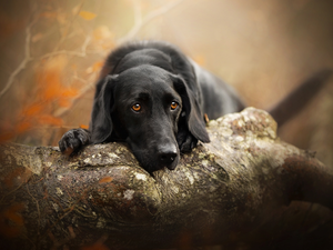 dog, muzzle, trees, Labrador Retriever