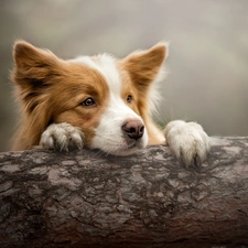 dog, muzzle, trunk, Border Collie