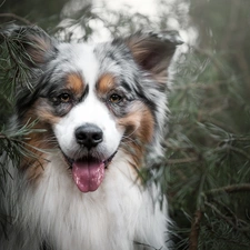 dog, muzzle, Twigs, Australian Shepherd