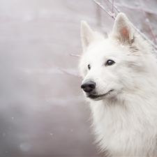 Twigs, snow, White Swiss Shepherd, muzzle, dog