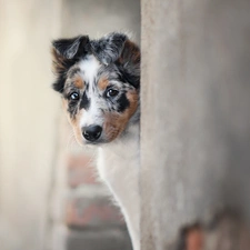 Puppy, muzzle, wall, Border Collie