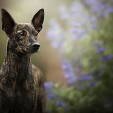 muzzle, dog, Whippet