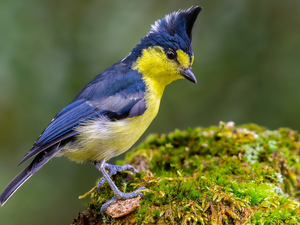 Yellow-Blue, White-naped Tit, Moss, Bird