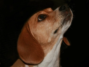 White, neck, dog, muzzle, ginger