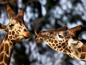 neck, Two, giraffe