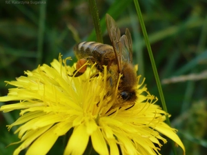 nectar, bee, puffball