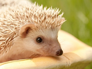 needles, hedgehog, peen