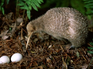 eggs, nest, Bird, flightless, kiwi
