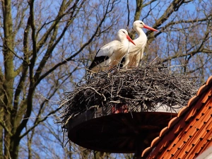 trees, viewes, Storks, nest, Two cars