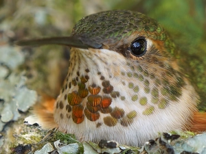Bird, nest, rapprochement, humming-bird