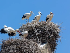 nest, Family, storks