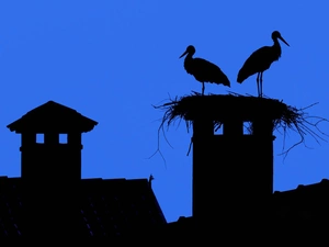 Storks, Houses, Night, nest