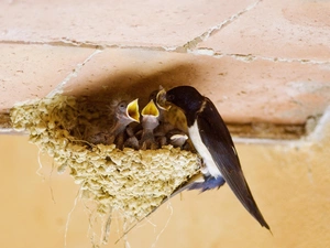 nest, lactescent, swallow