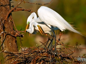trees, nest, White, Steam, heron