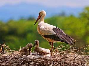 nest, stork, young