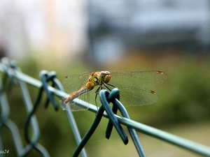 Close, dragon-fly, net