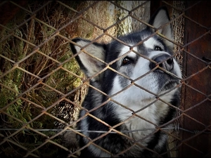 dog, net, fence, The look