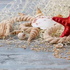 starfish, Shells, line, net, string, pearl