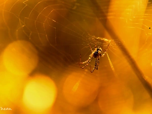 net, Spider, Web