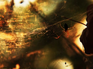 net, Spider, Web