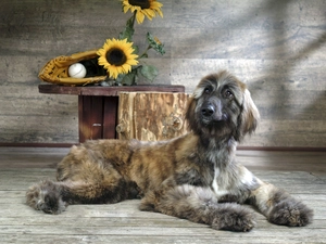greyhound, the ball, Nice sunflowers, glove