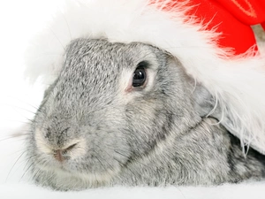 Nicholas, Rabbit, Hat