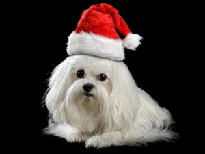 Hat, Nicholas, Puppy, Havanese, White